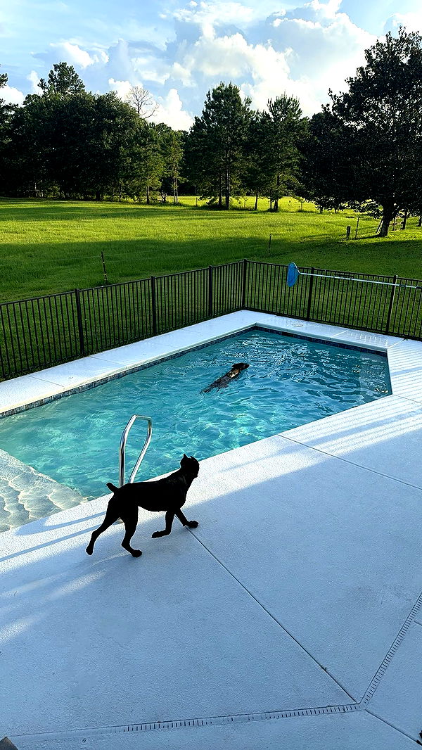 mckinley_1 image ~ Altpins