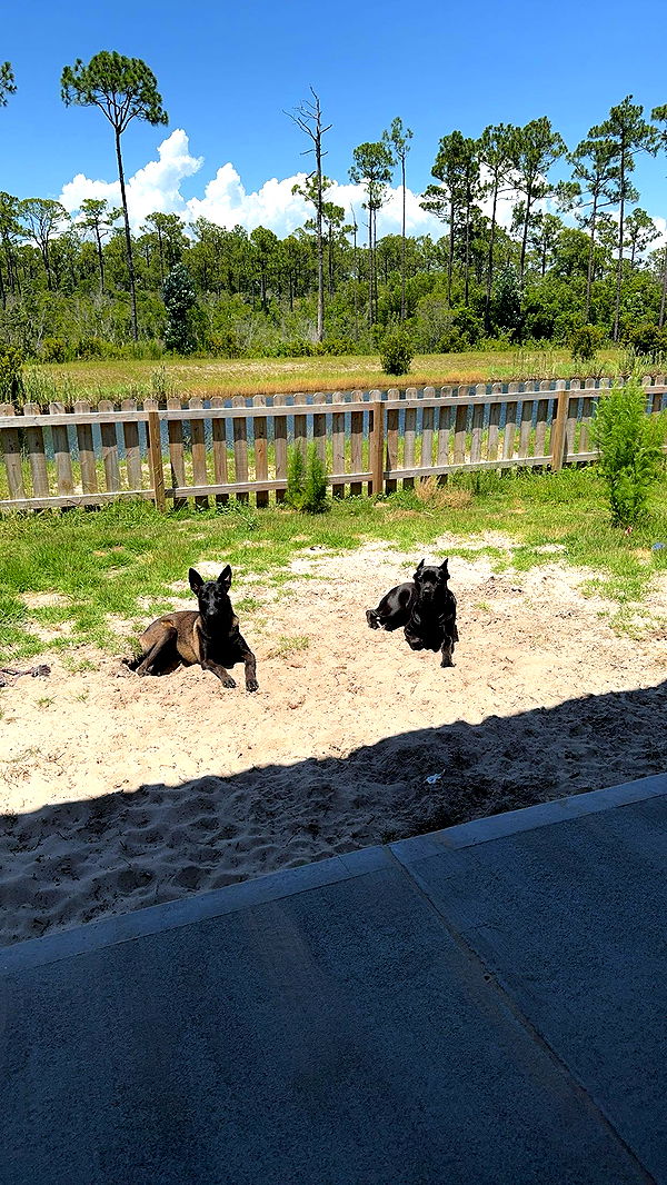 mckinley_1 image ~ Altpins