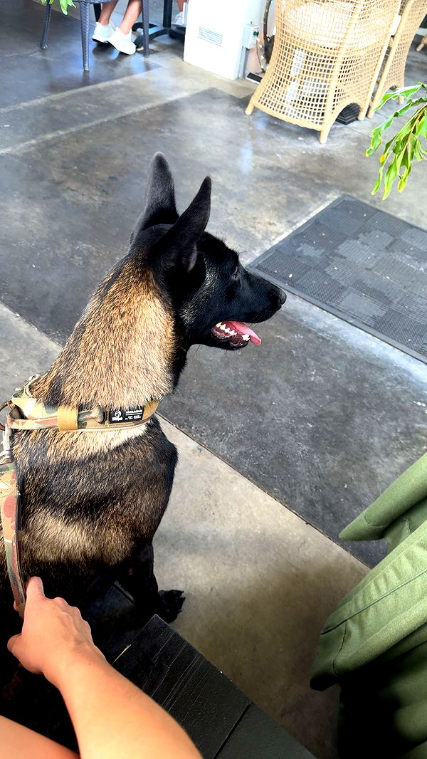 mckinley_1 image ~ Altpins