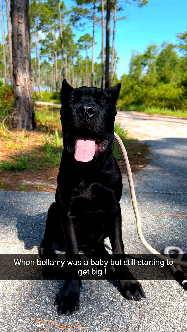 mckinley_1 image ~ Altpins