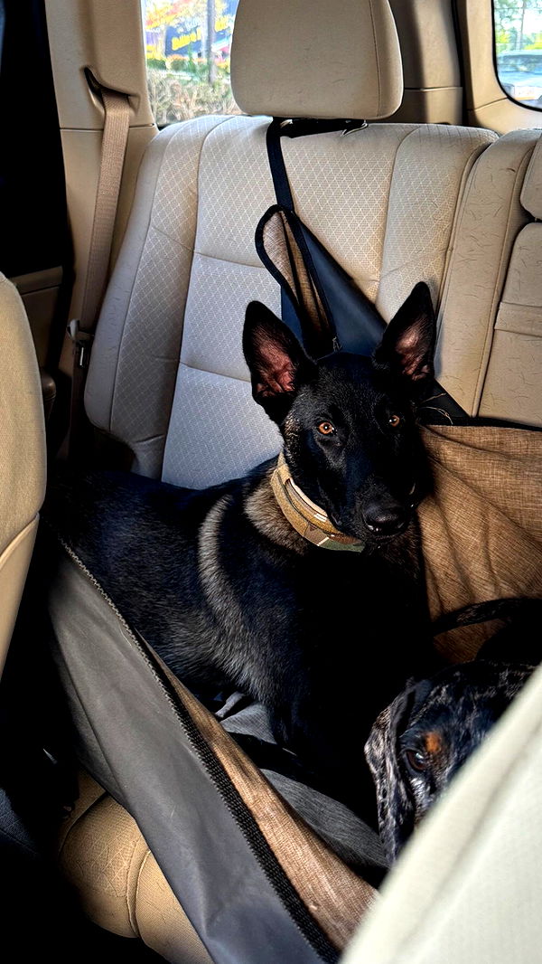 mckinley_1 image ~ Altpins