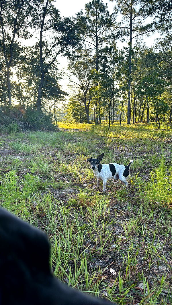 mckinley_1 image ~ Altpins