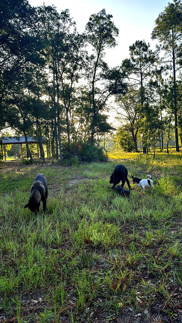 mckinley_1 image ~ Altpins