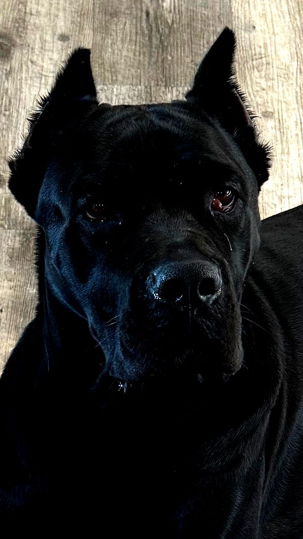 mckinley_1 image ~ Altpins