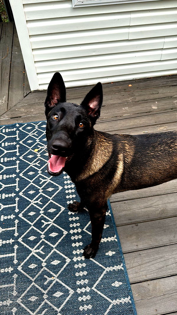 mckinley_1 image ~ Altpins