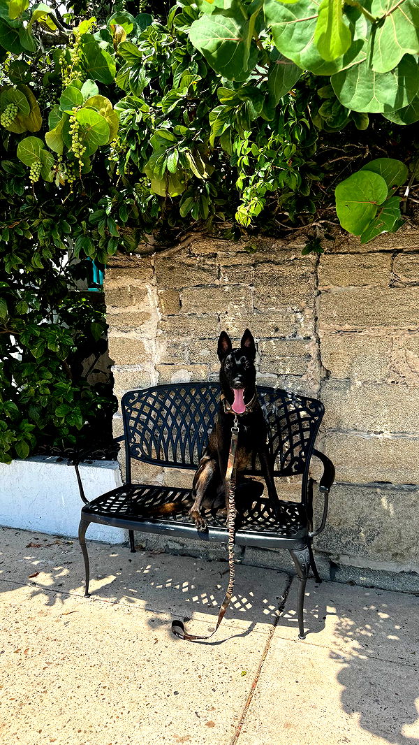 mckinley_1 image ~ Altpins