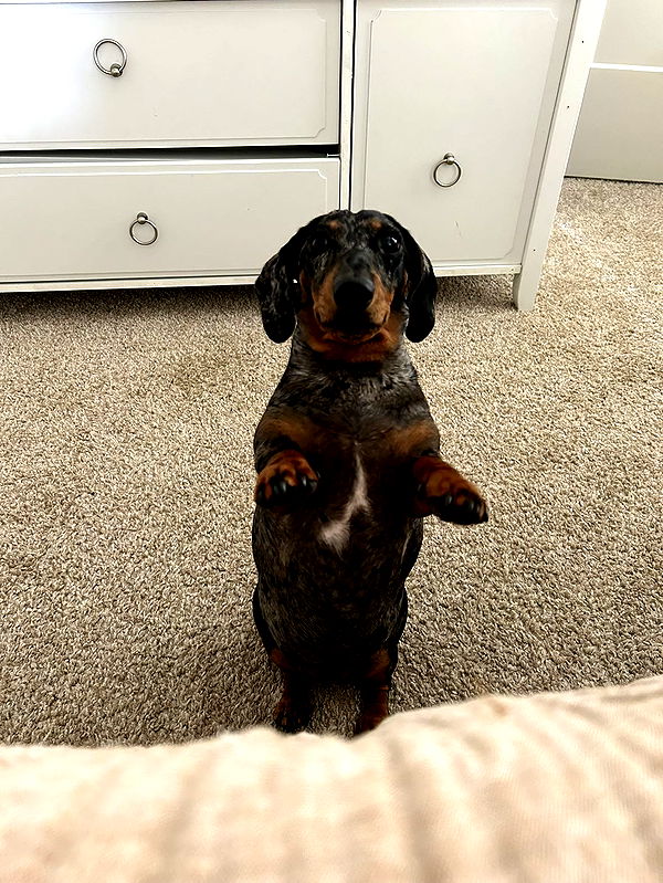 mckinley_1 image ~ Altpins