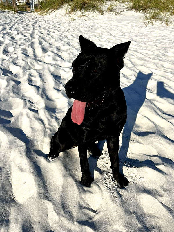 mckinley_1 image ~ Altpins