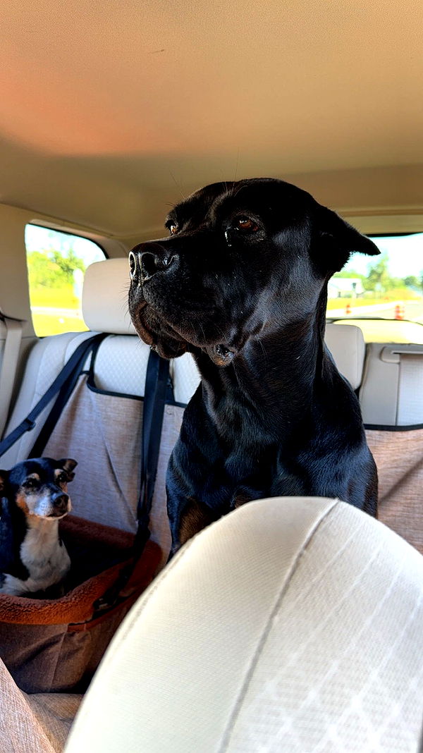 mckinley_1 image ~ Altpins