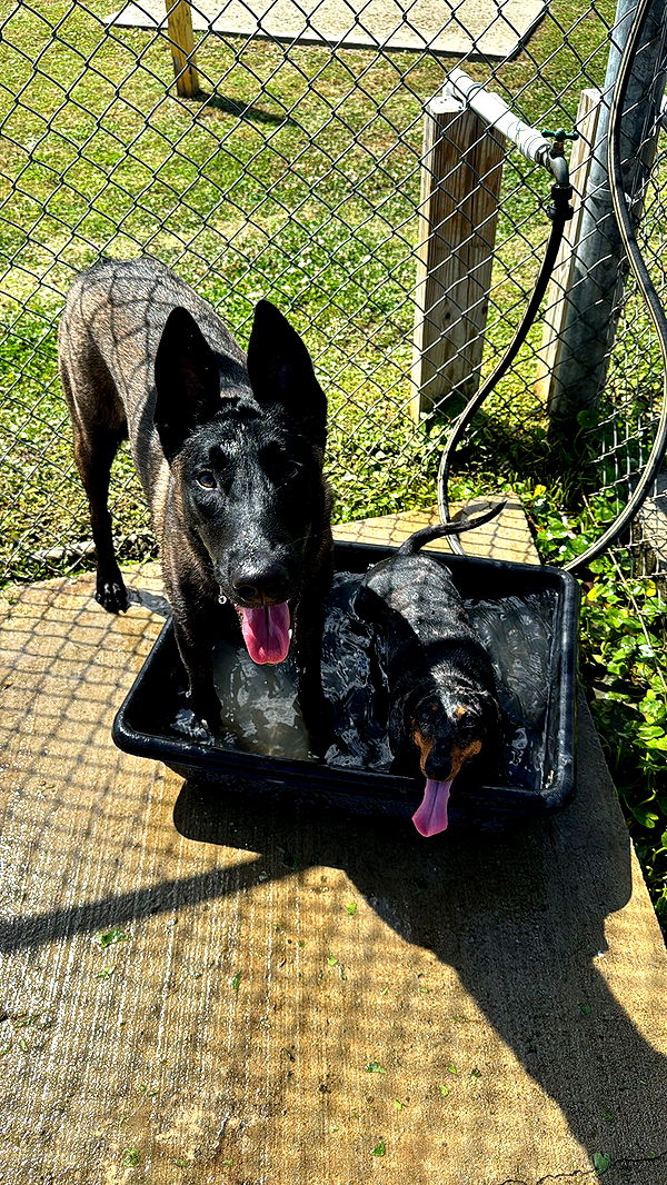 mckinley_1 image ~ Altpins