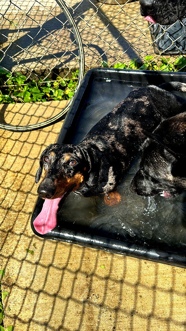 mckinley_1 image ~ Altpins