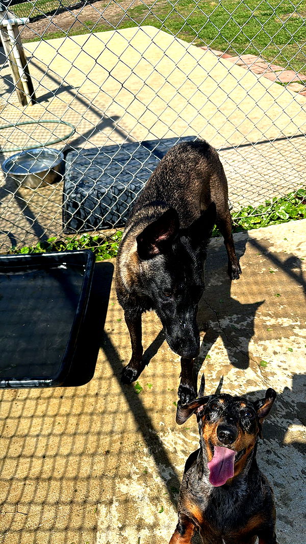 mckinley_1 image ~ Altpins