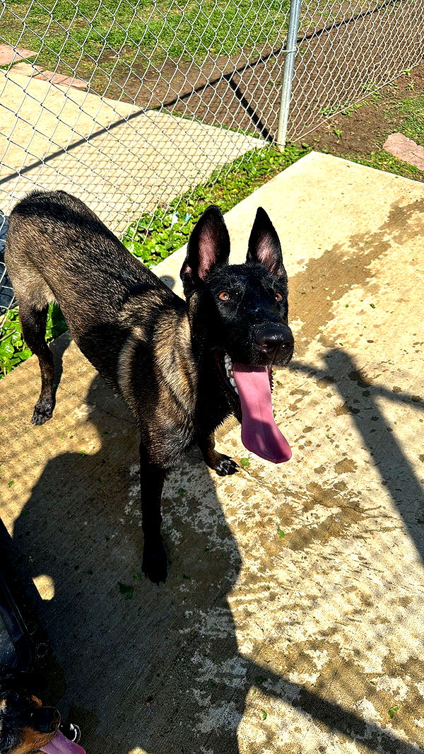 mckinley_1 image ~ Altpins