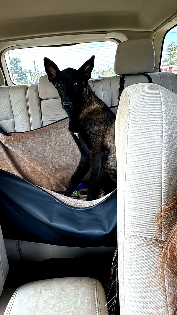 mckinley_1 image ~ Altpins