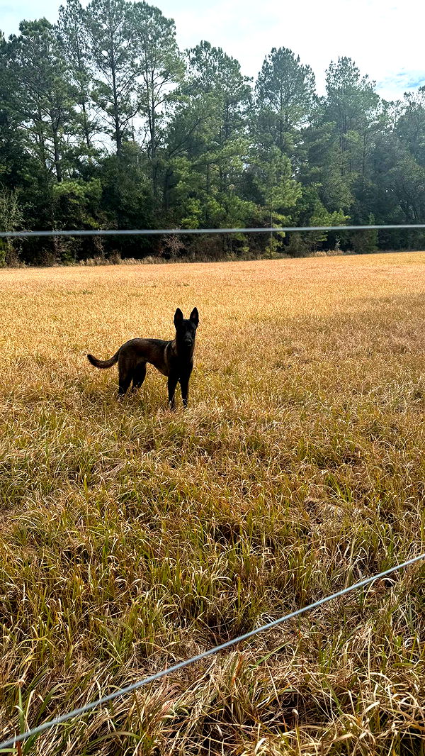 mckinley_1 image ~ Altpins