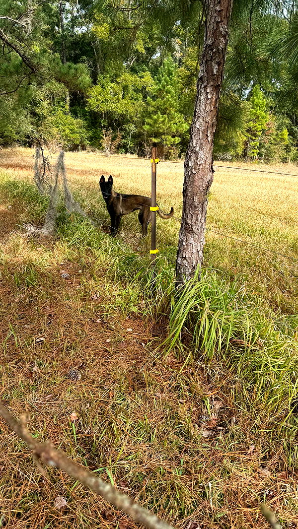 mckinley_1 image ~ Altpins