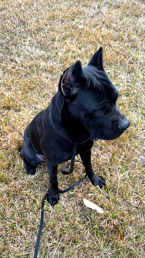 mckinley_1 image ~ Altpins