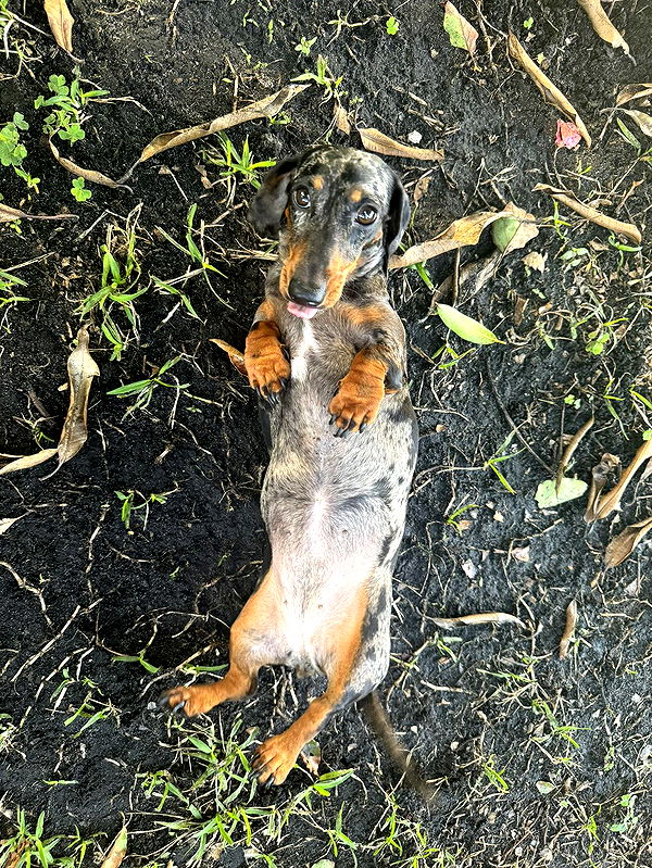 mckinley_1 image ~ Altpins