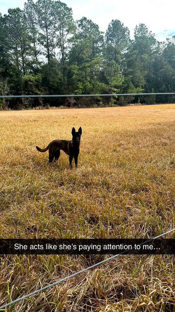 mckinley_1 image ~ Altpins