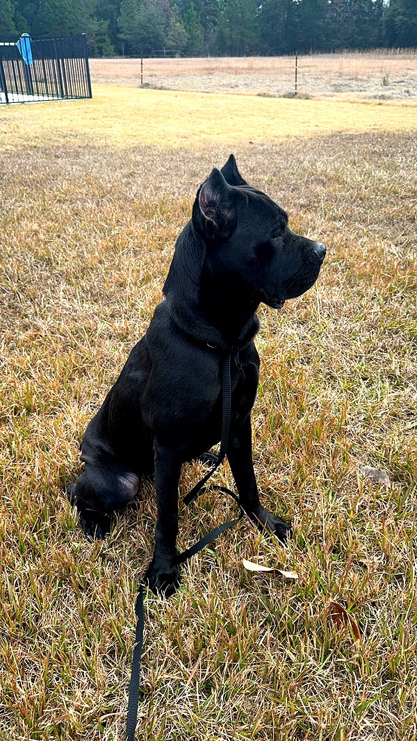 mckinley_1 image ~ Altpins