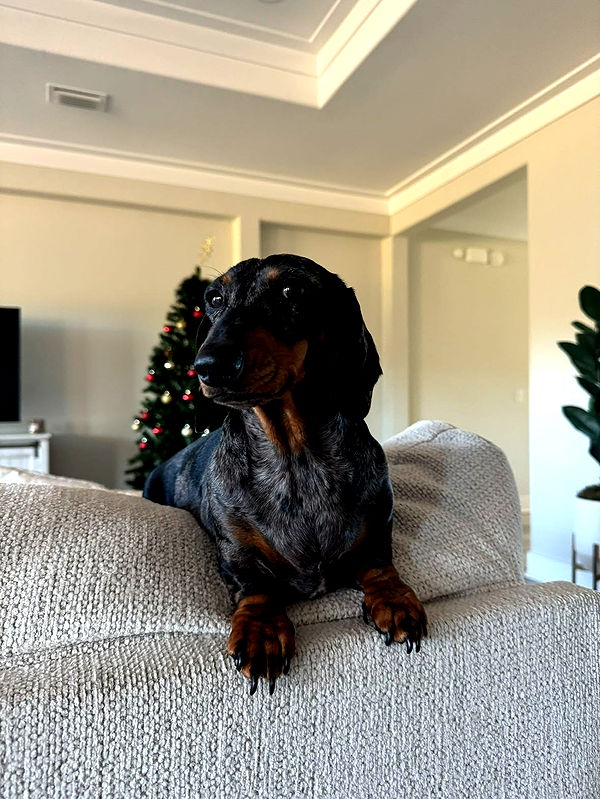 mckinley_1 image ~ Altpins