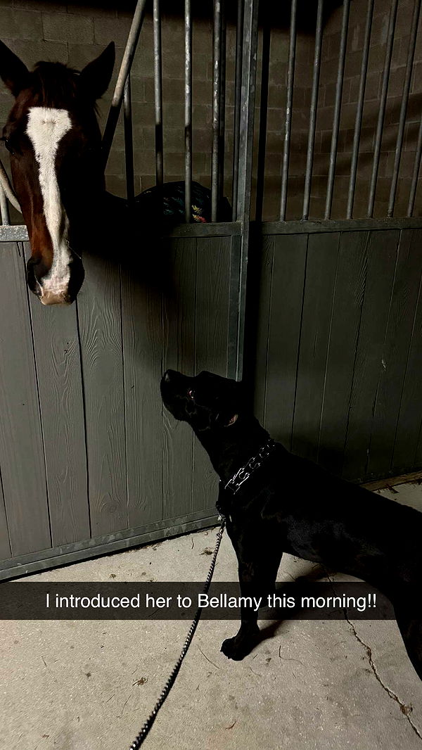 mckinley_1 image ~ Altpins