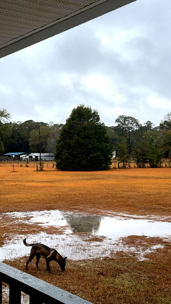 mckinley_1 image ~ Altpins