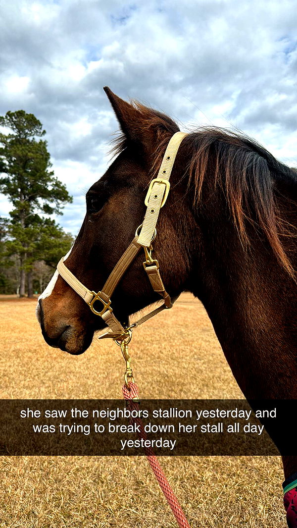 mckinley_1 image ~ Altpins