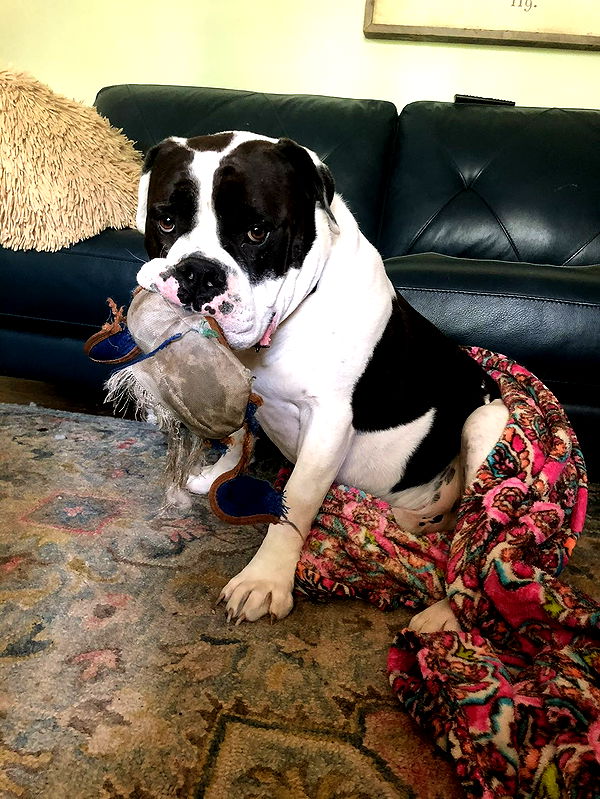 mckinley_1 image ~ Altpins