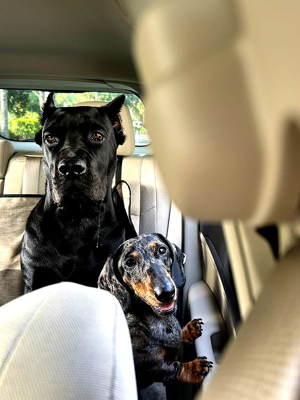 mckinley_1 image ~ Altpins