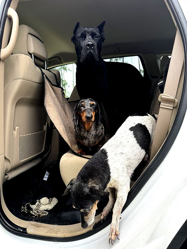 mckinley_1 image ~ Altpins