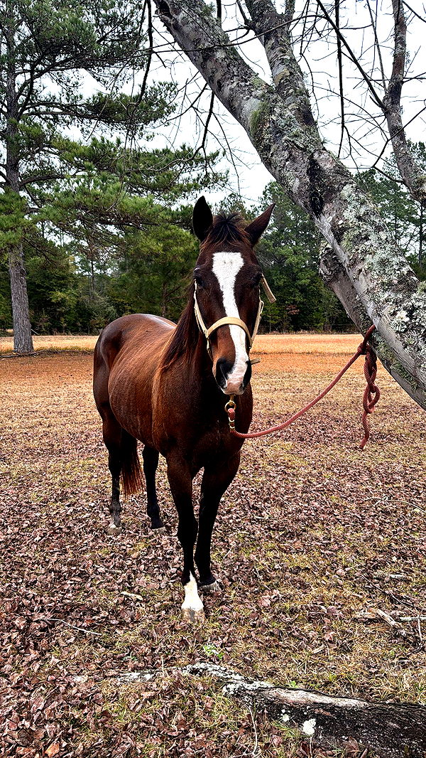 mckinley_1 image ~ Altpins