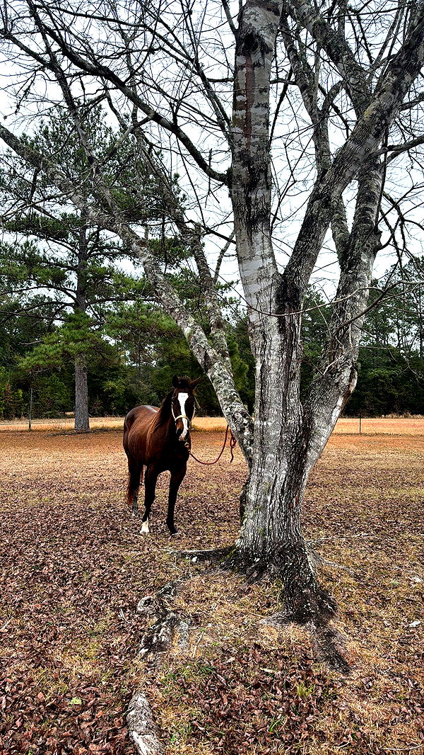 mckinley_1 image ~ Altpins