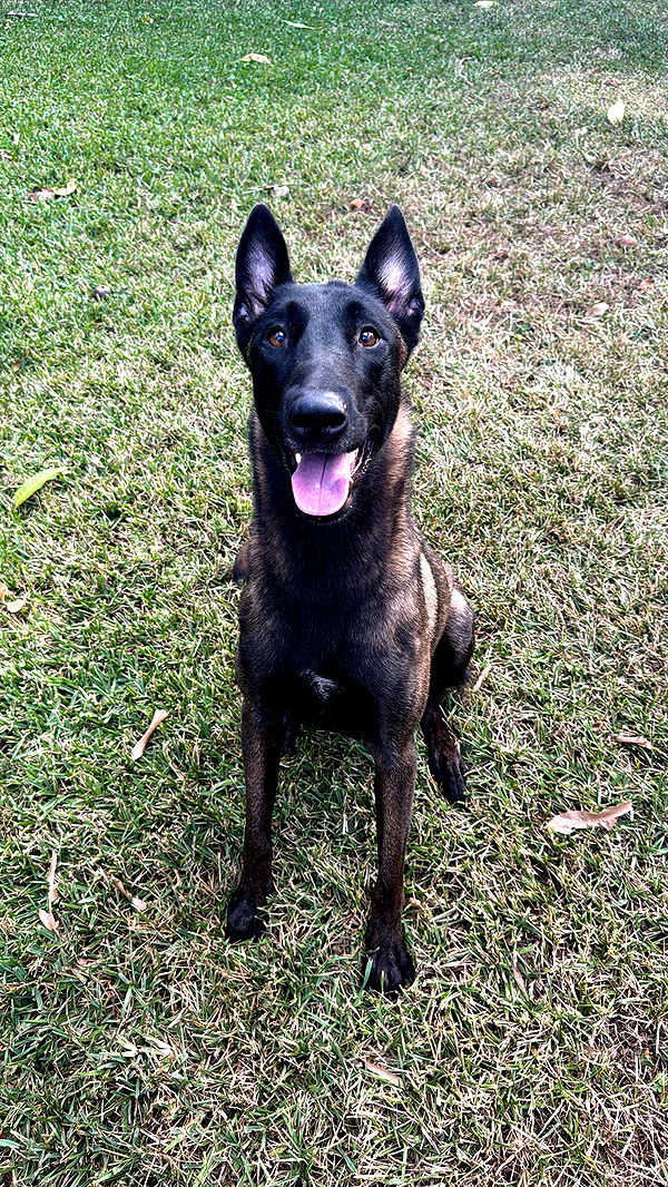 mckinley_1 image ~ Altpins