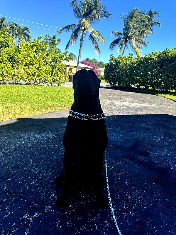 mckinley_1 image ~ Altpins