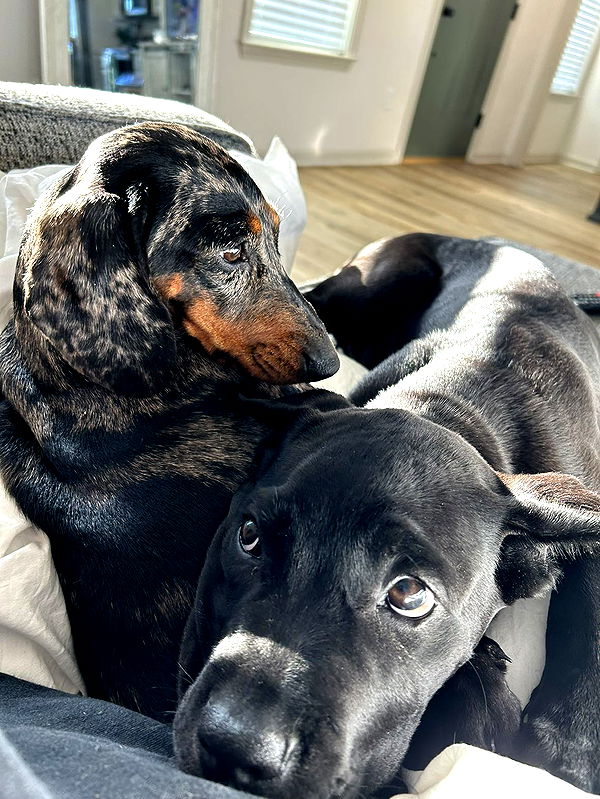 mckinley_1 image ~ Altpins