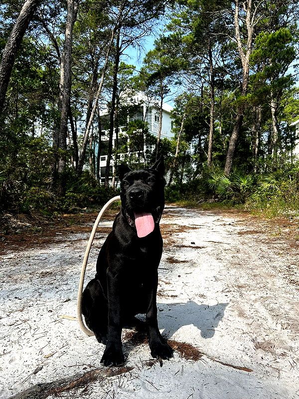 mckinley_1 image ~ Altpins