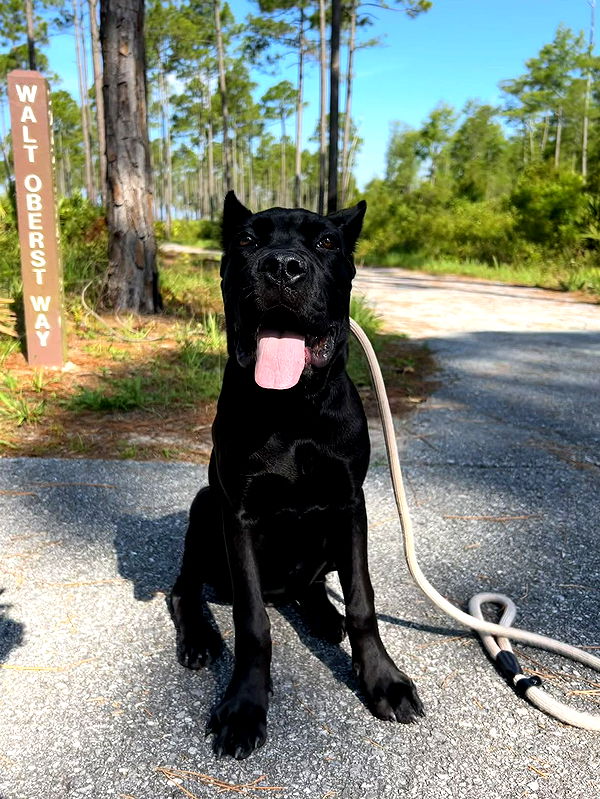 mckinley_1 image ~ Altpins