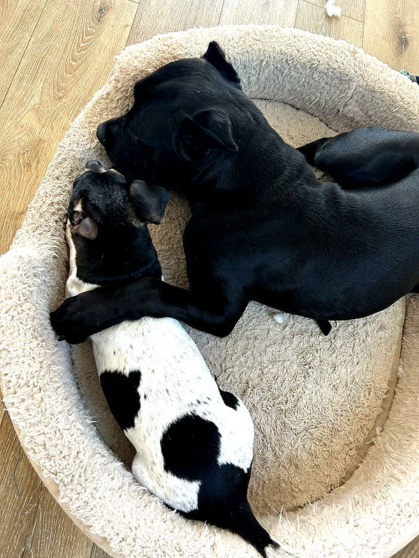 mckinley_1 image ~ Altpins