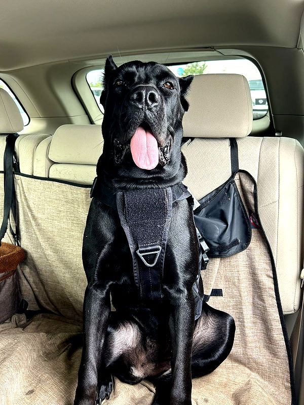 mckinley_1 image ~ Altpins