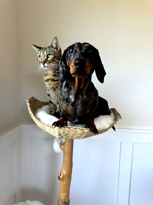 mckinley_1 image ~ Altpins