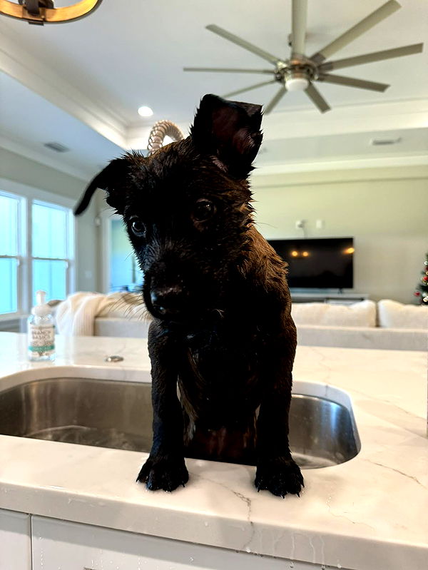 mckinley_1 image ~ Altpins