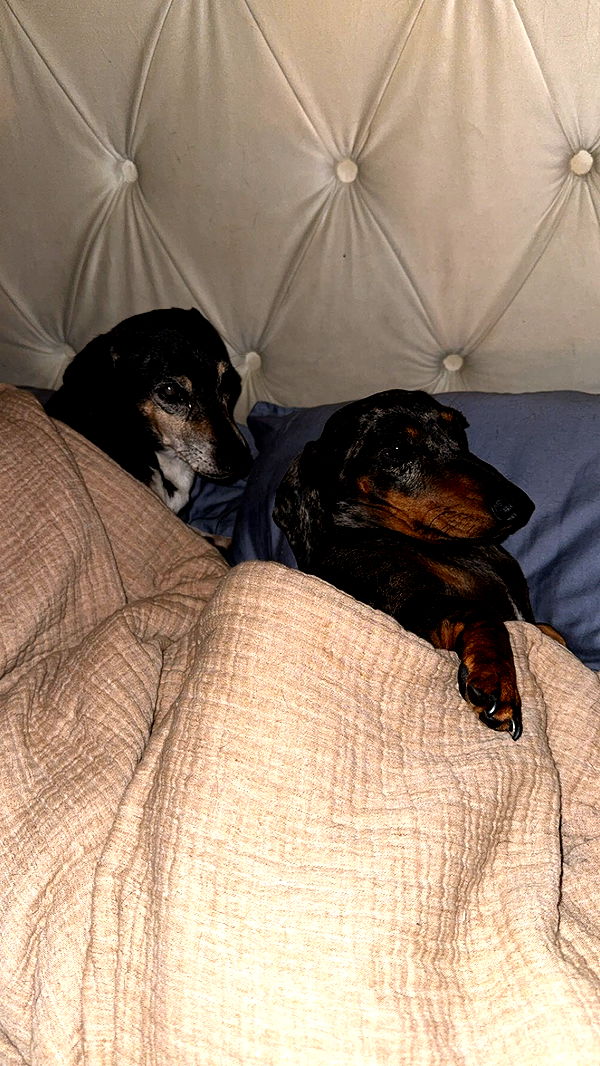 mckinley_1 image ~ Altpins