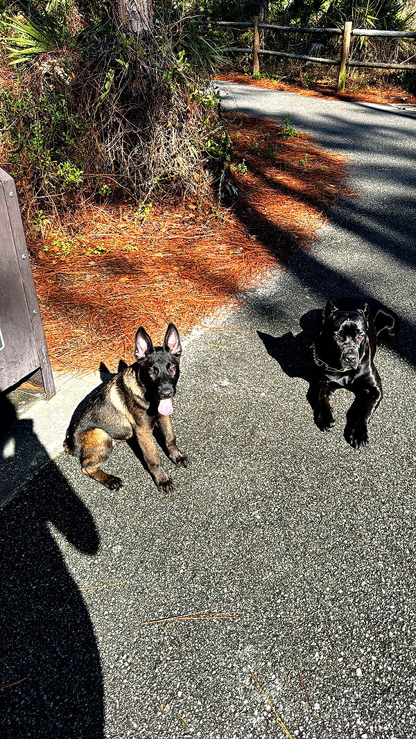 mckinley_1 image ~ Altpins