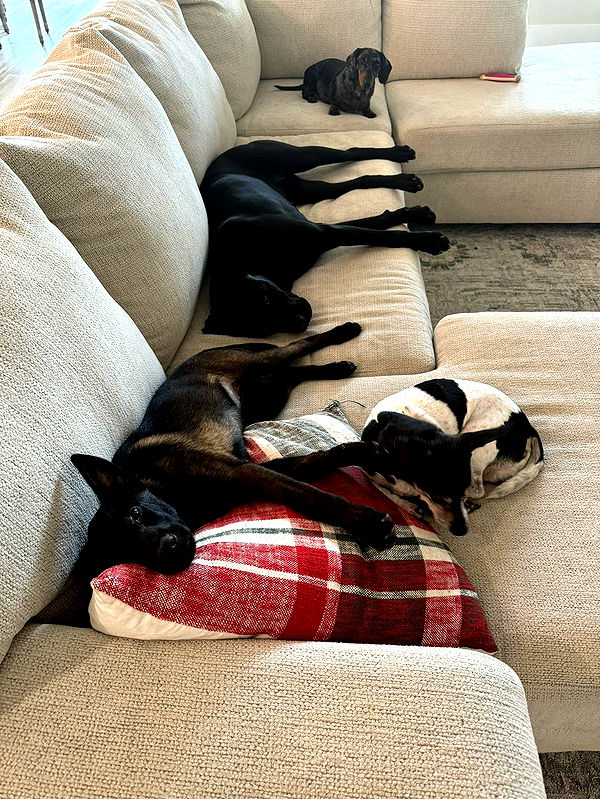 mckinley_1 image ~ Altpins