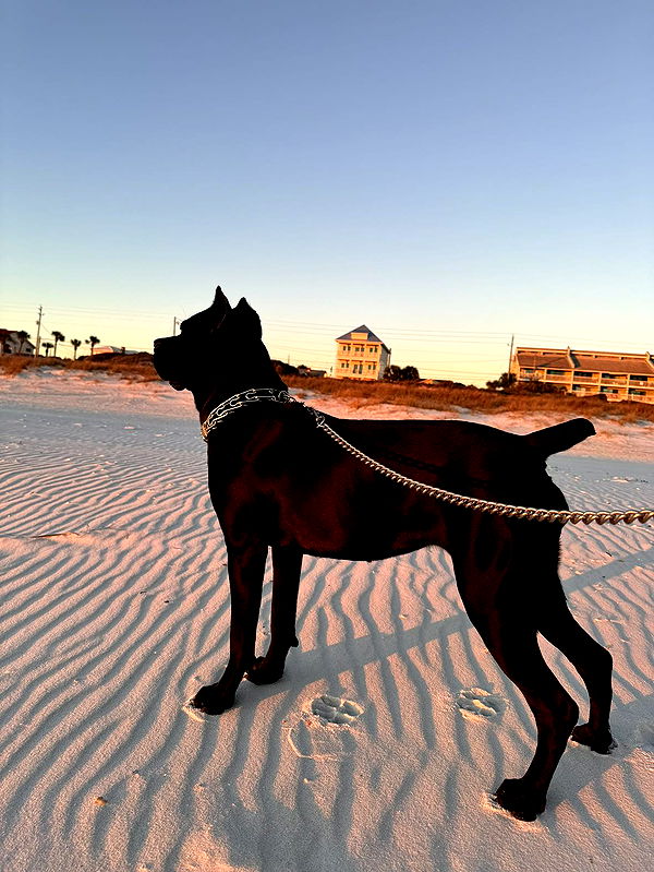 mckinley_1 image ~ Altpins