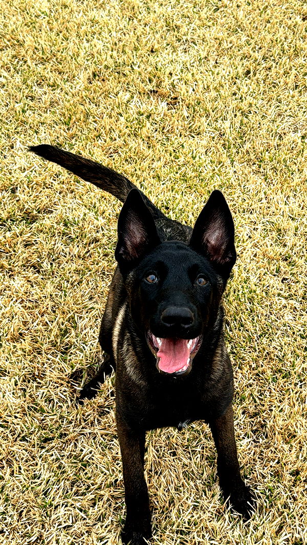 mckinley_1 image ~ Altpins