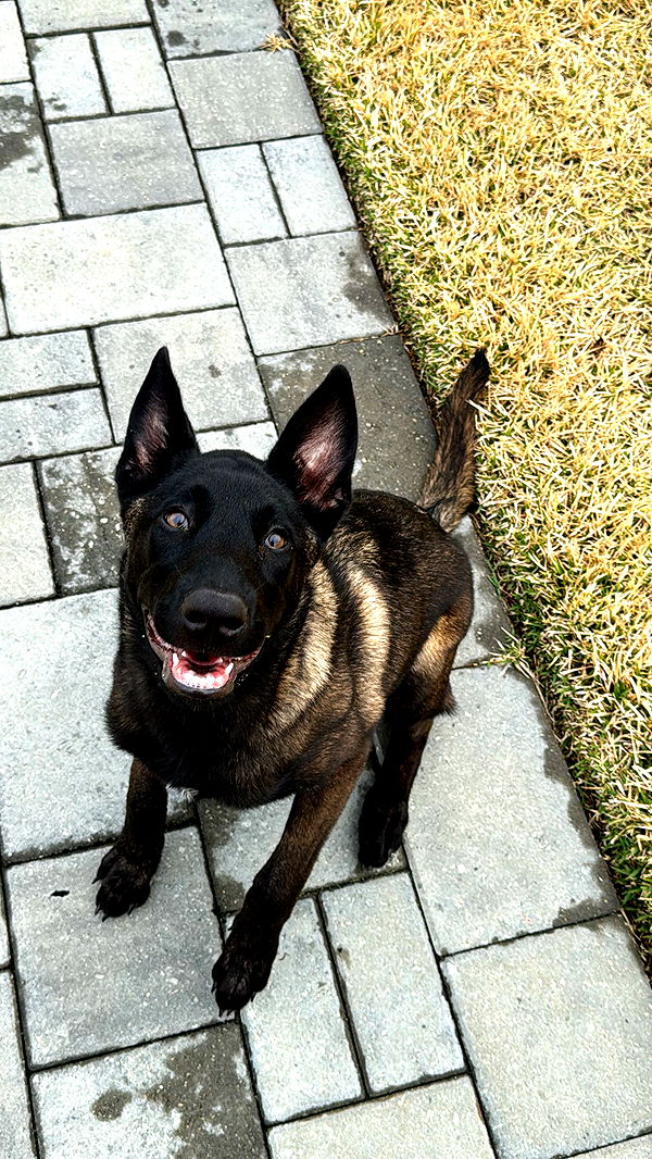 mckinley_1 image ~ Altpins