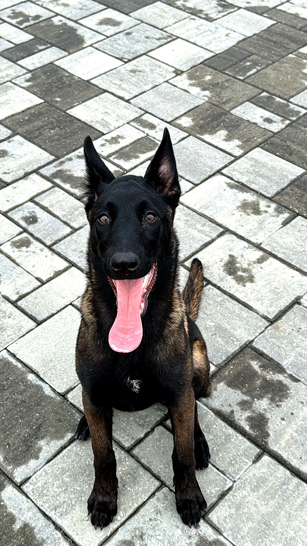 mckinley_1 image ~ Altpins