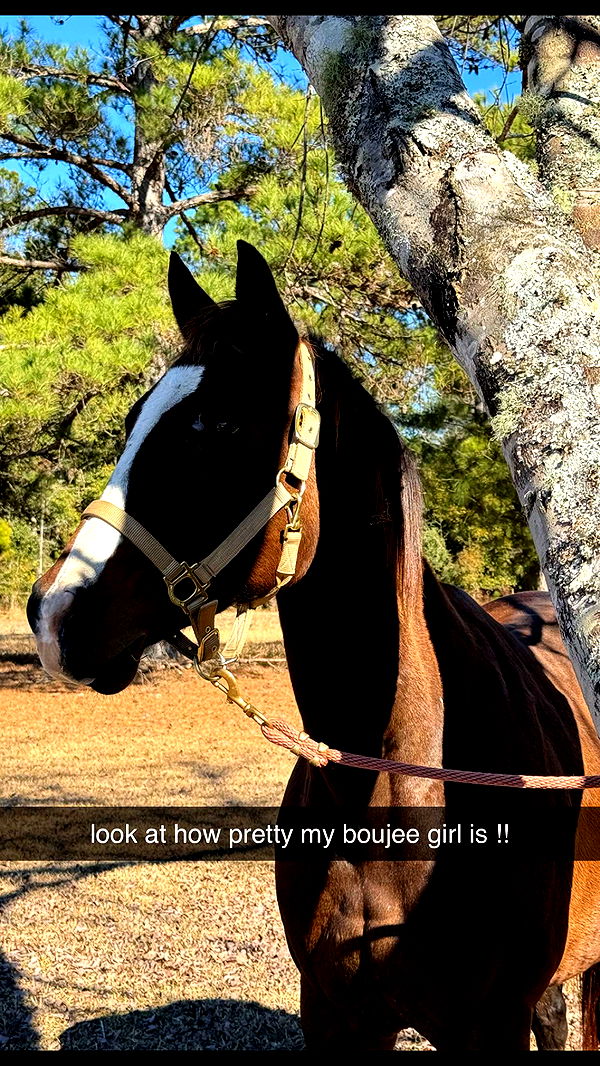 mckinley_1 image ~ Altpins